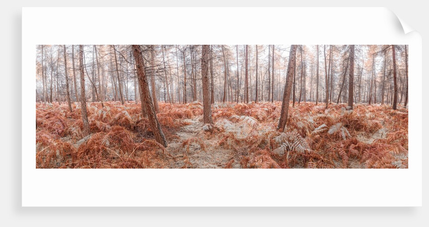 Autumn forest by Assaf Frank